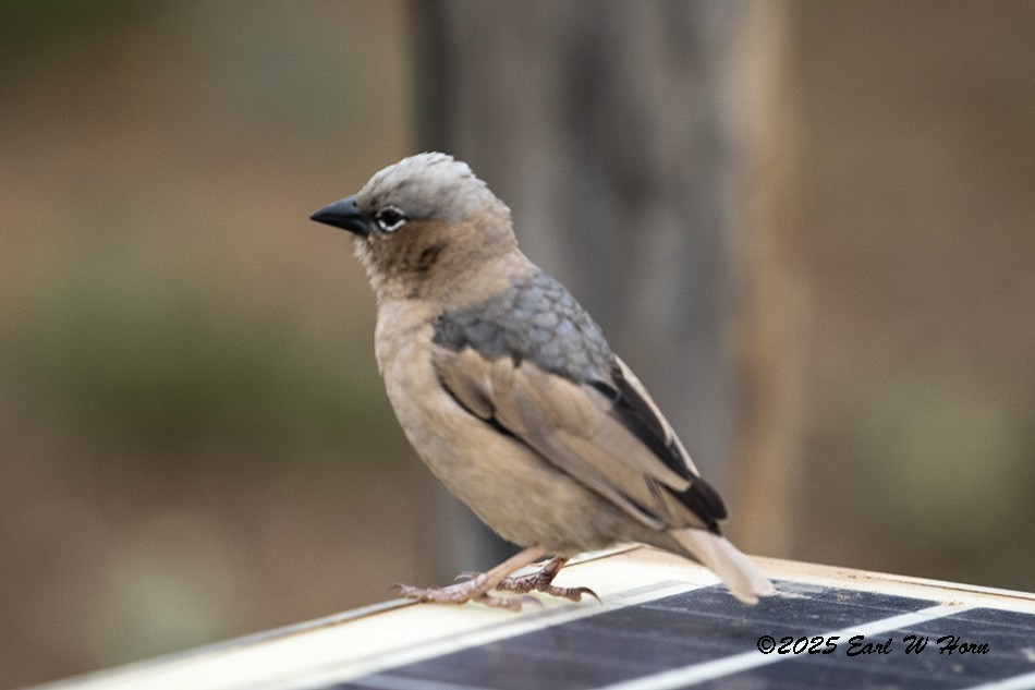Républicain d'Arnaud - ML646454624