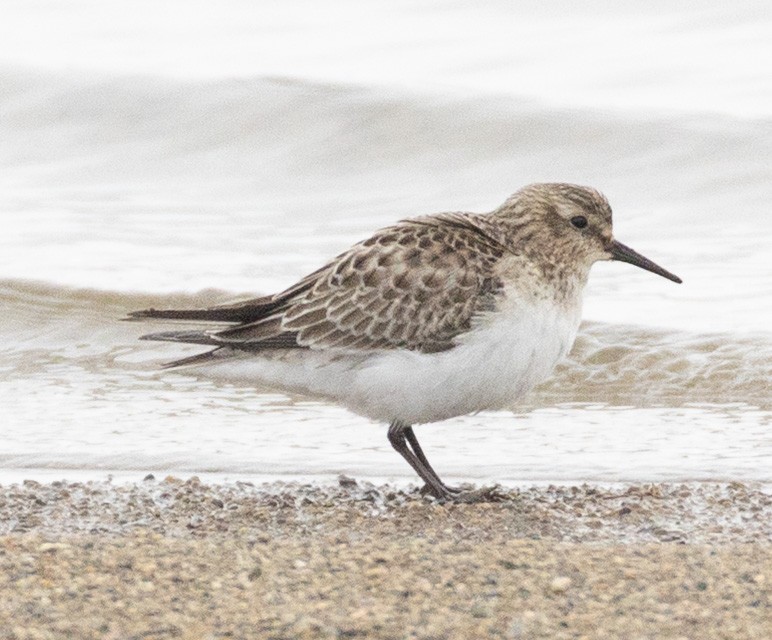 Baird's Sandpiper - ML646454626