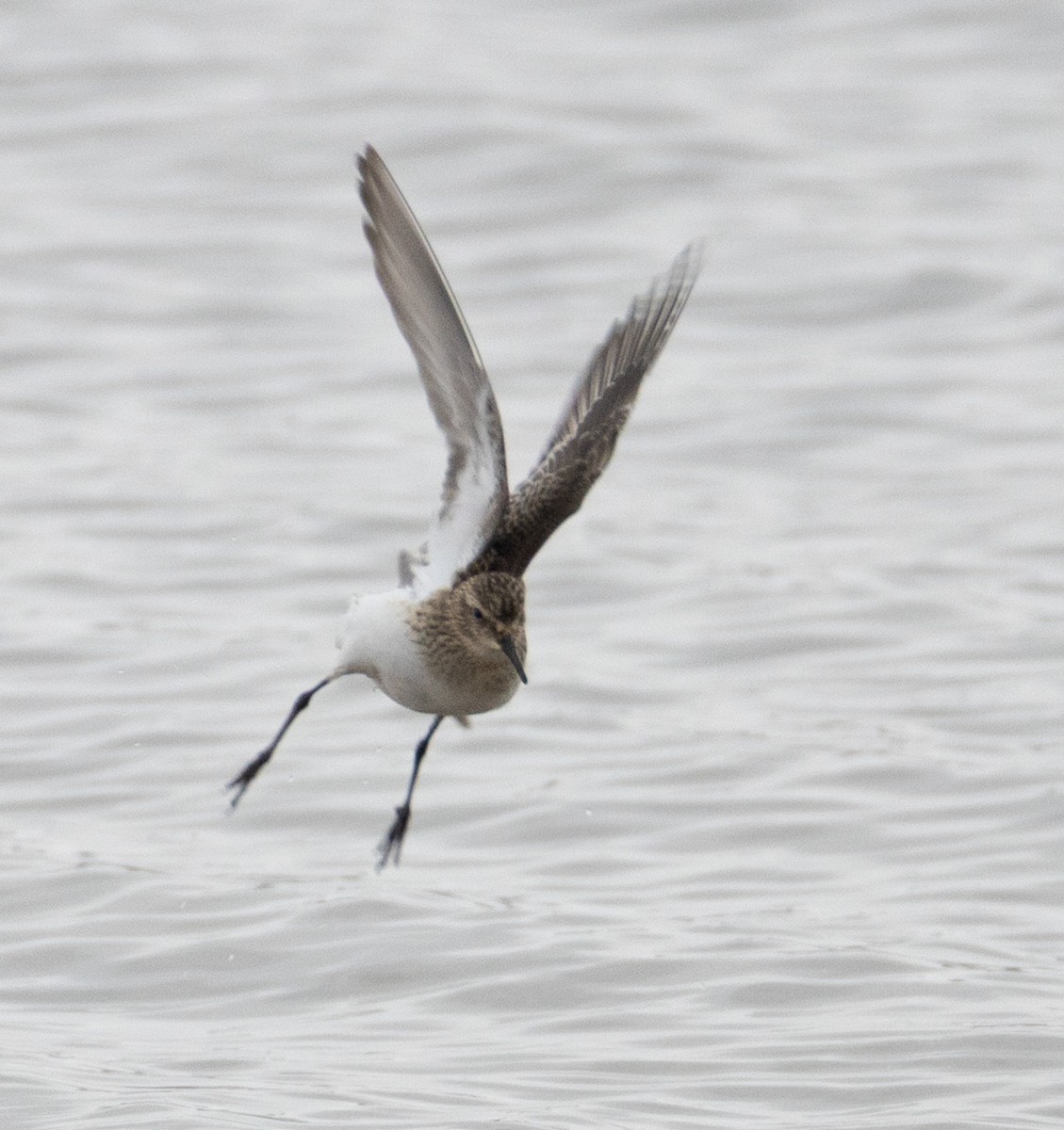 Baird's Sandpiper - ML646454627