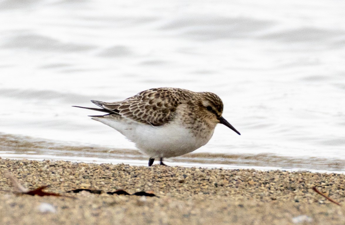 Baird's Sandpiper - ML646454628