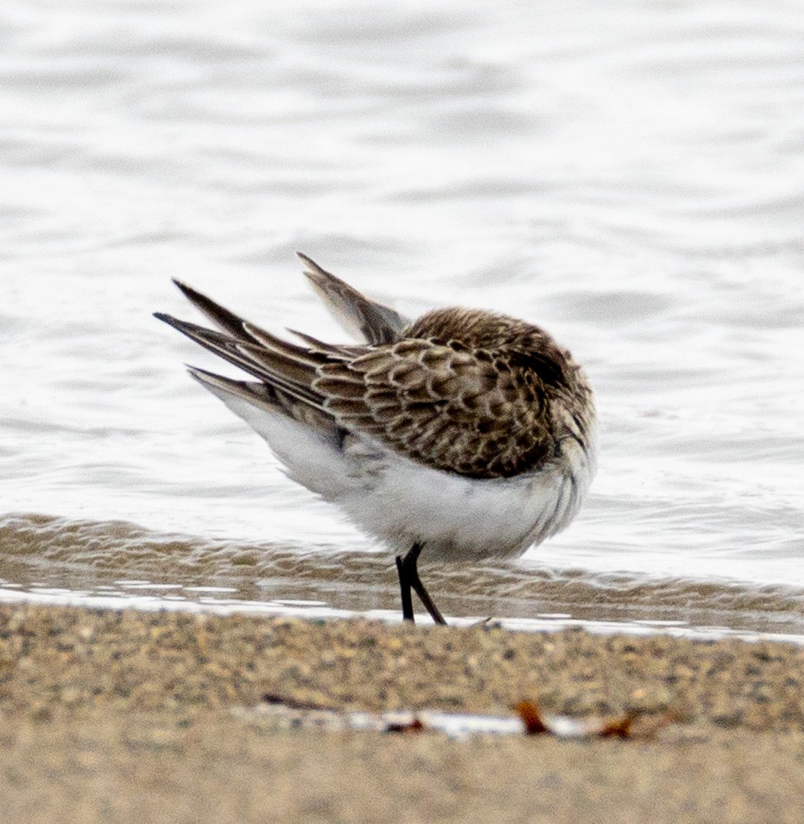 Baird's Sandpiper - ML646454629