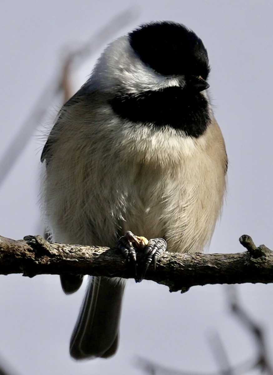 Carolina Chickadee - ML646454630