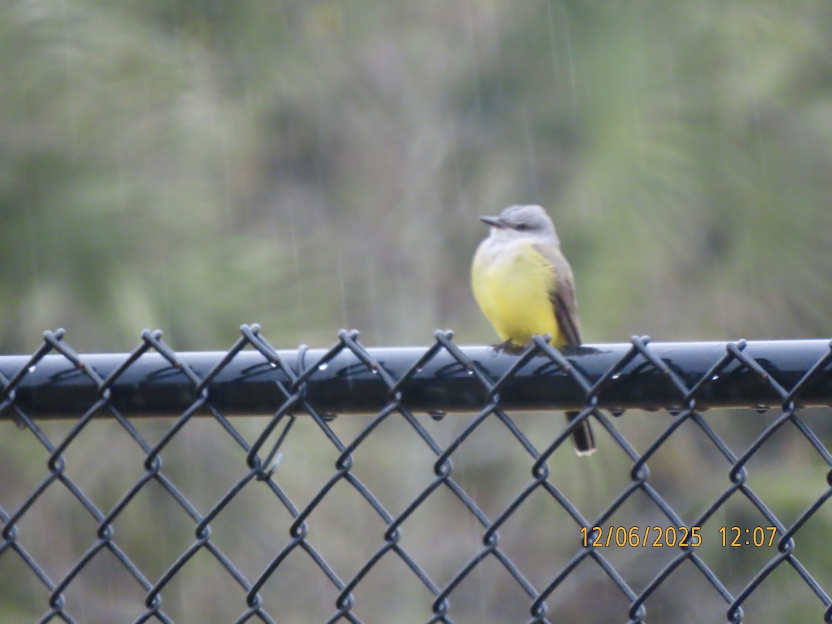 Western Kingbird - ML646454631