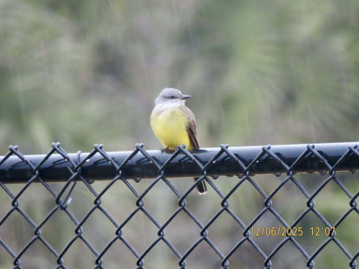 Western Kingbird - ML646454632