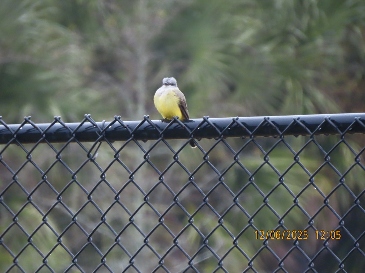 Western Kingbird - ML646454633
