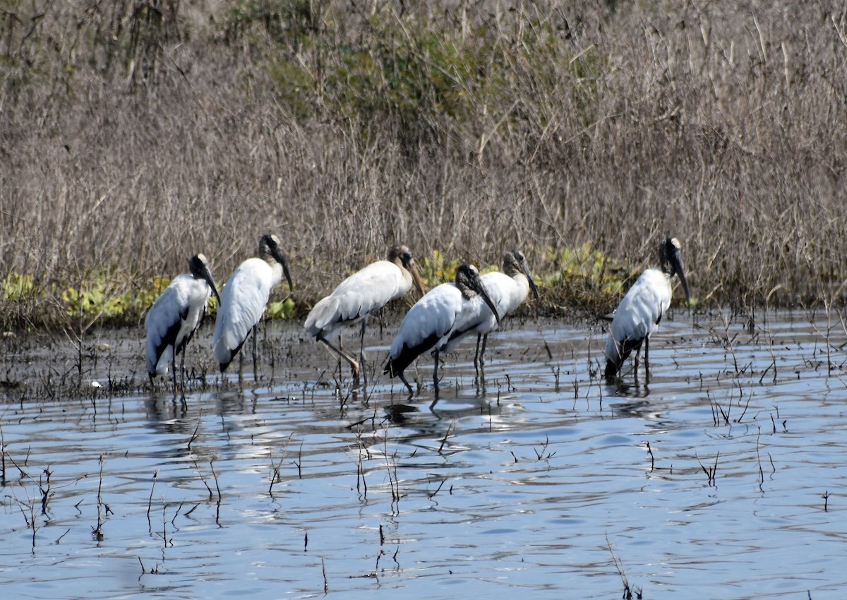 Wood Stork - ML646454634
