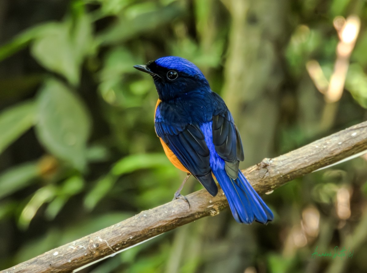 Rufous-bellied Niltava - ML646454635