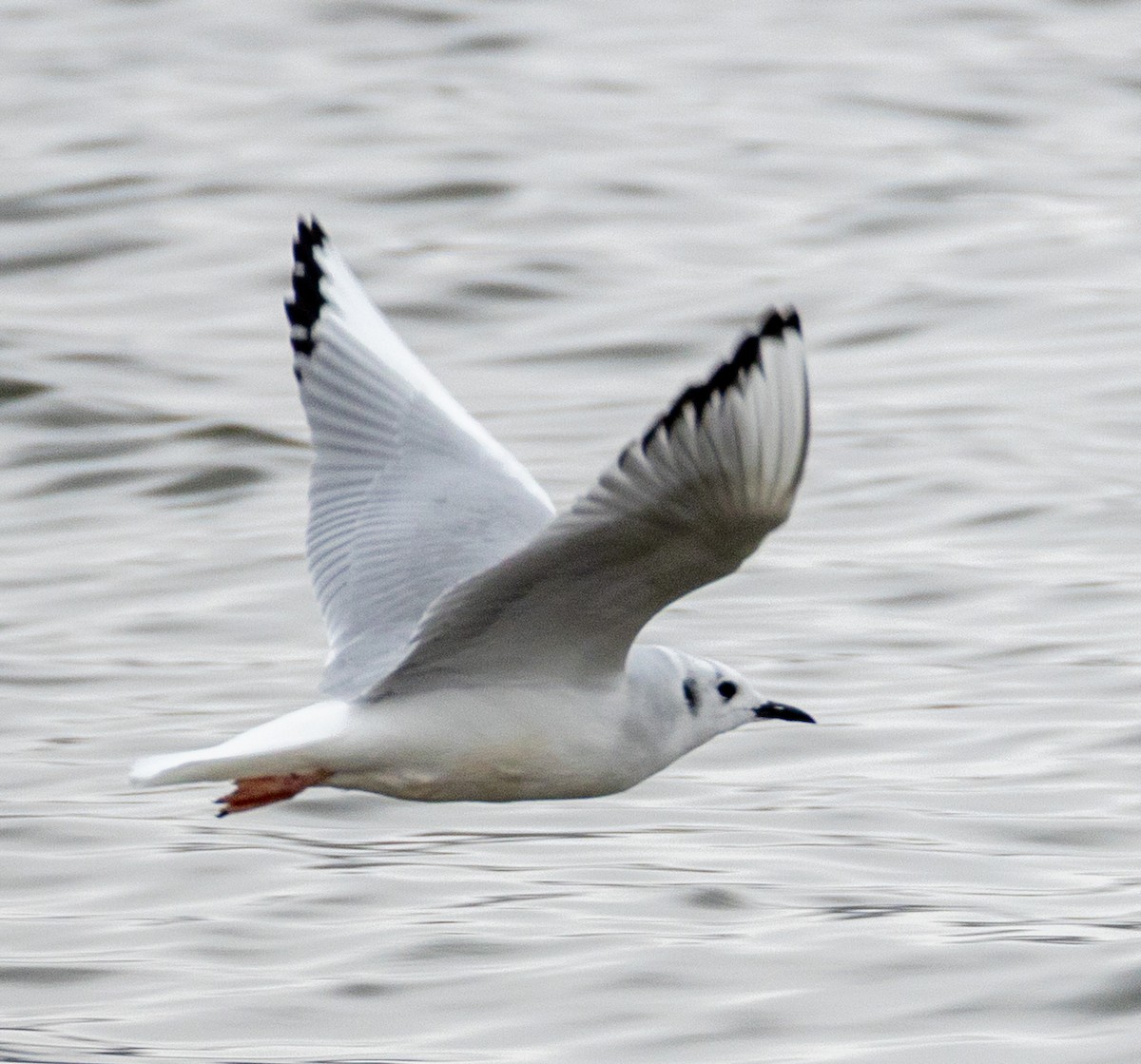 Bonaparte's Gull - ML646454639