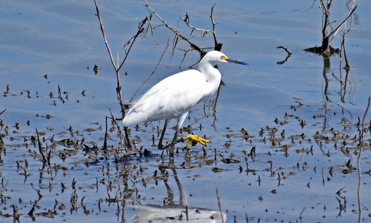 Snowy Egret - ML646454640