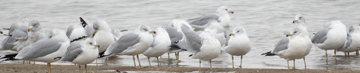 Ring-billed Gull - ML646454641