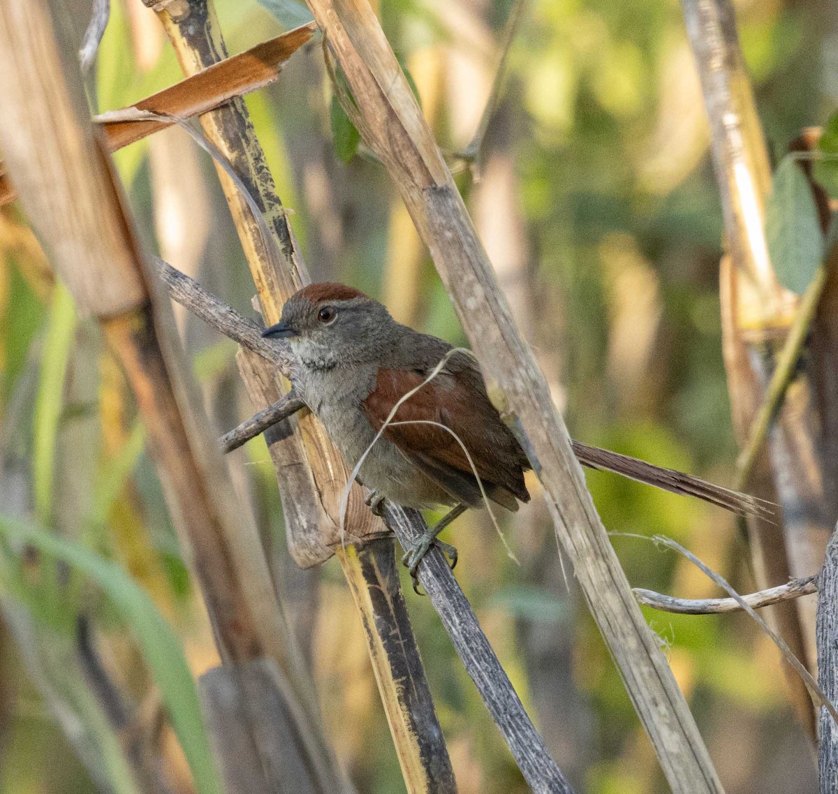 Sooty-fronted Spinetail - ML646454642
