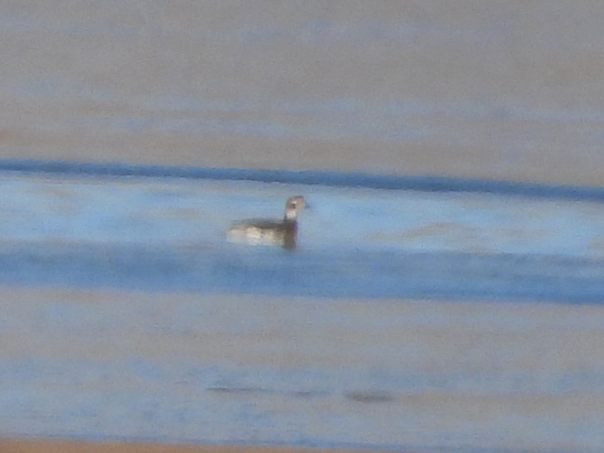 Long-tailed Duck - ML646454646