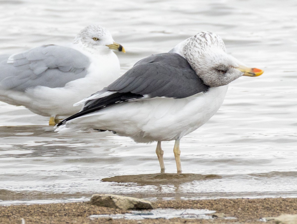 Lesser Black-backed Gull - ML646454647