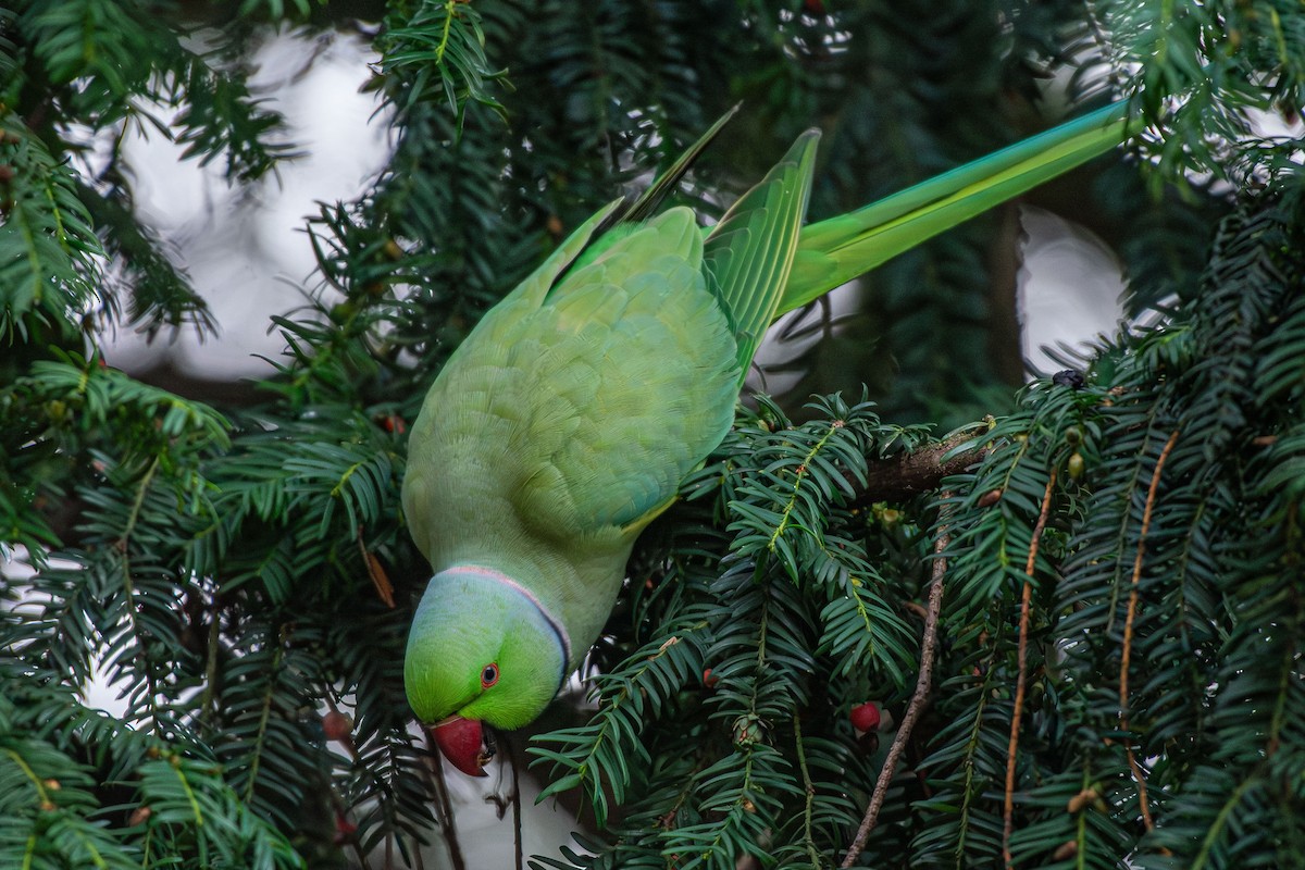 Rose-ringed Parakeet - ML646454648