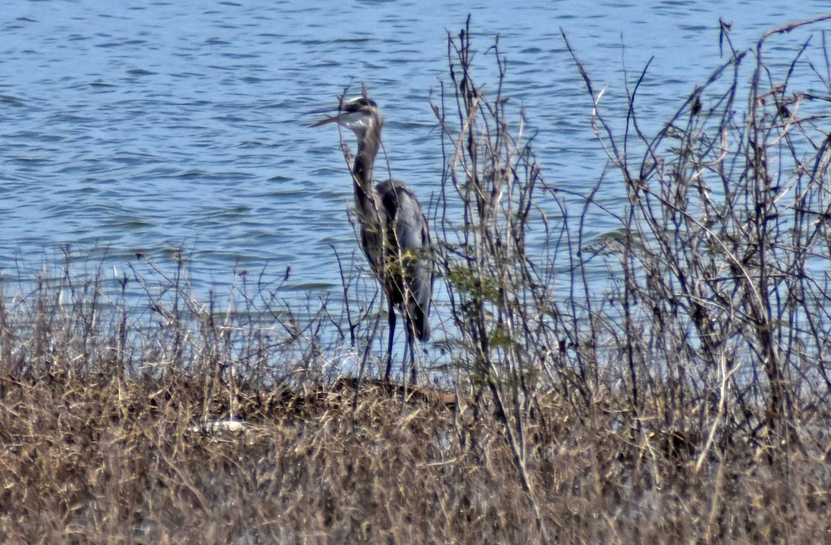 Great Blue Heron - ML646454649