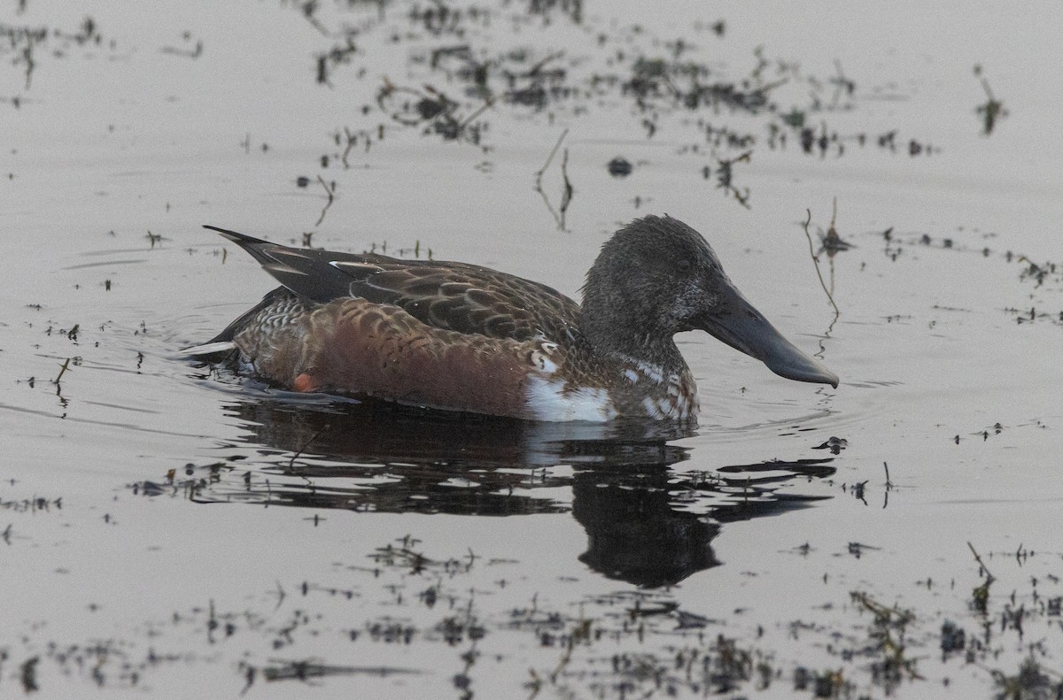 Northern Shoveler - ML646454651