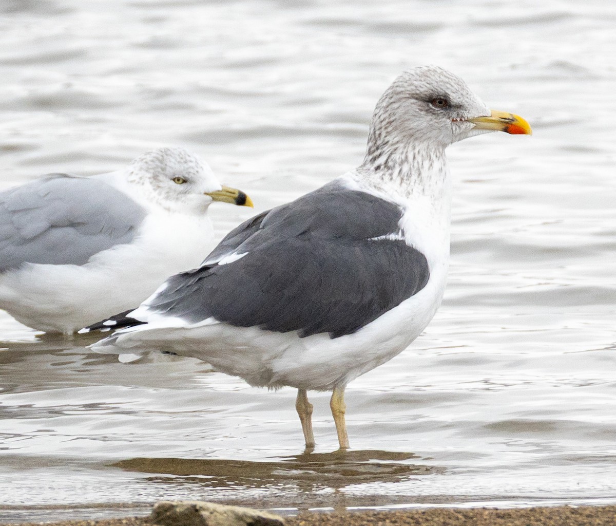 Lesser Black-backed Gull - ML646454653