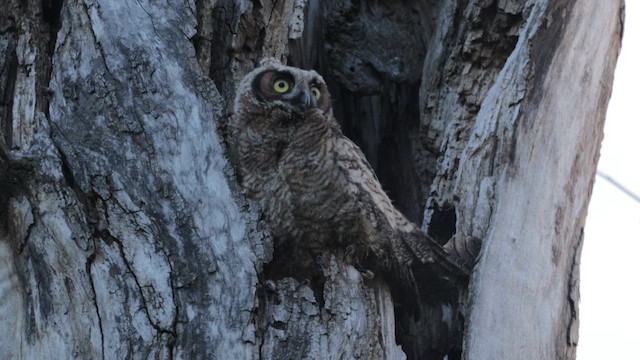 výr virginský - ML646454654