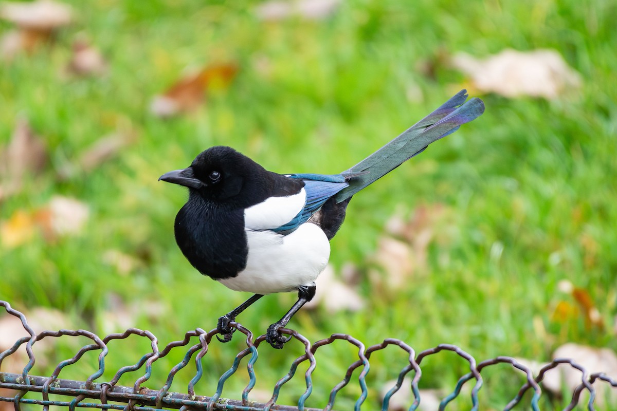 Eurasian Magpie - ML646454656