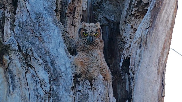 výr virginský - ML646454657