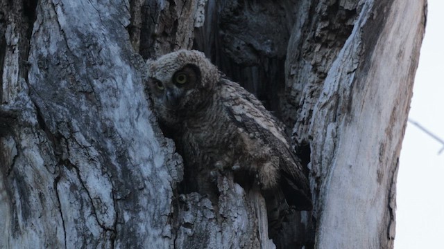 výr virginský - ML646454659