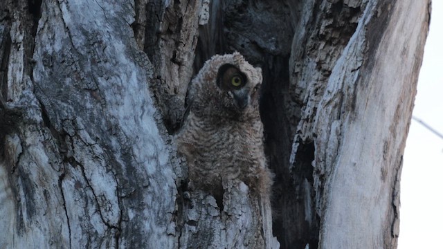 výr virginský - ML646454660