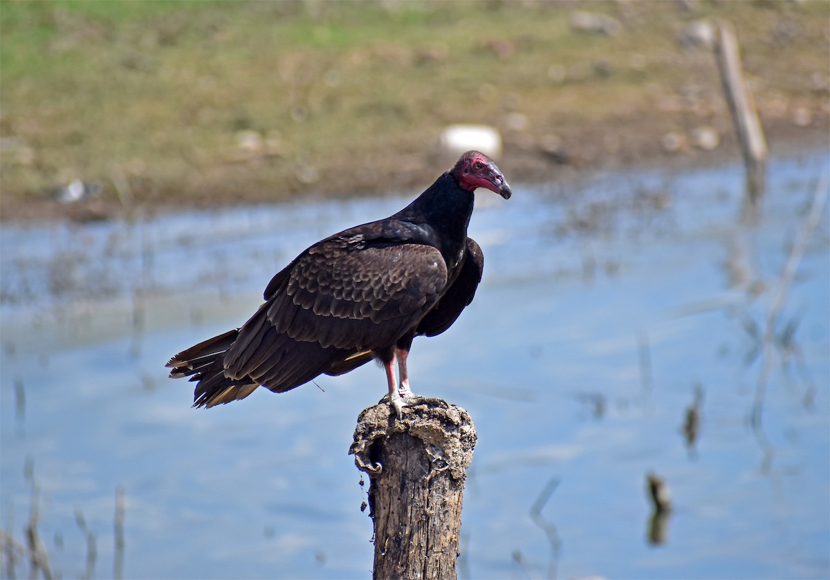 Turkey Vulture - ML646454662