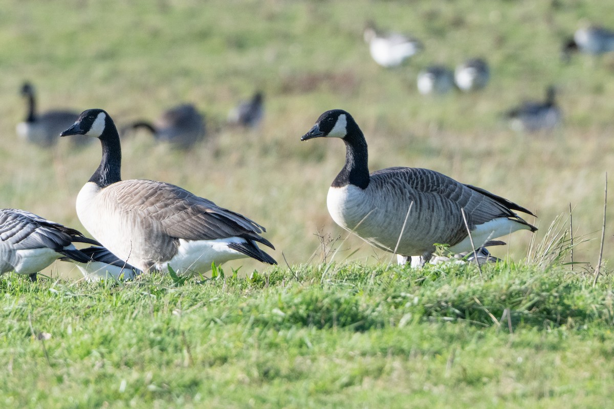 Canada Goose - ML646454667