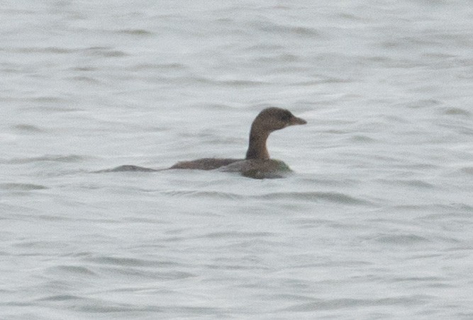 Pied-billed Grebe - ML646454668