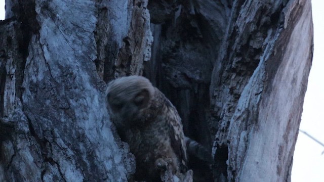 výr virginský - ML646454670