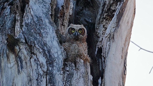 výr virginský - ML646454672