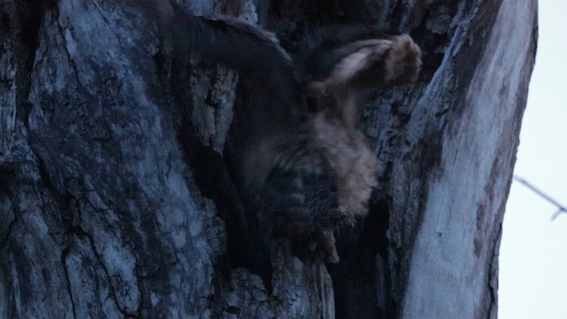 výr virginský - ML646454674