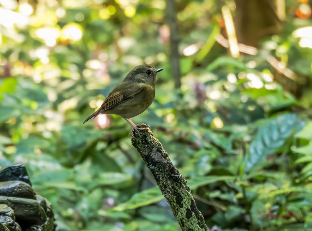 Snowy-browed Flycatcher - ML646454679
