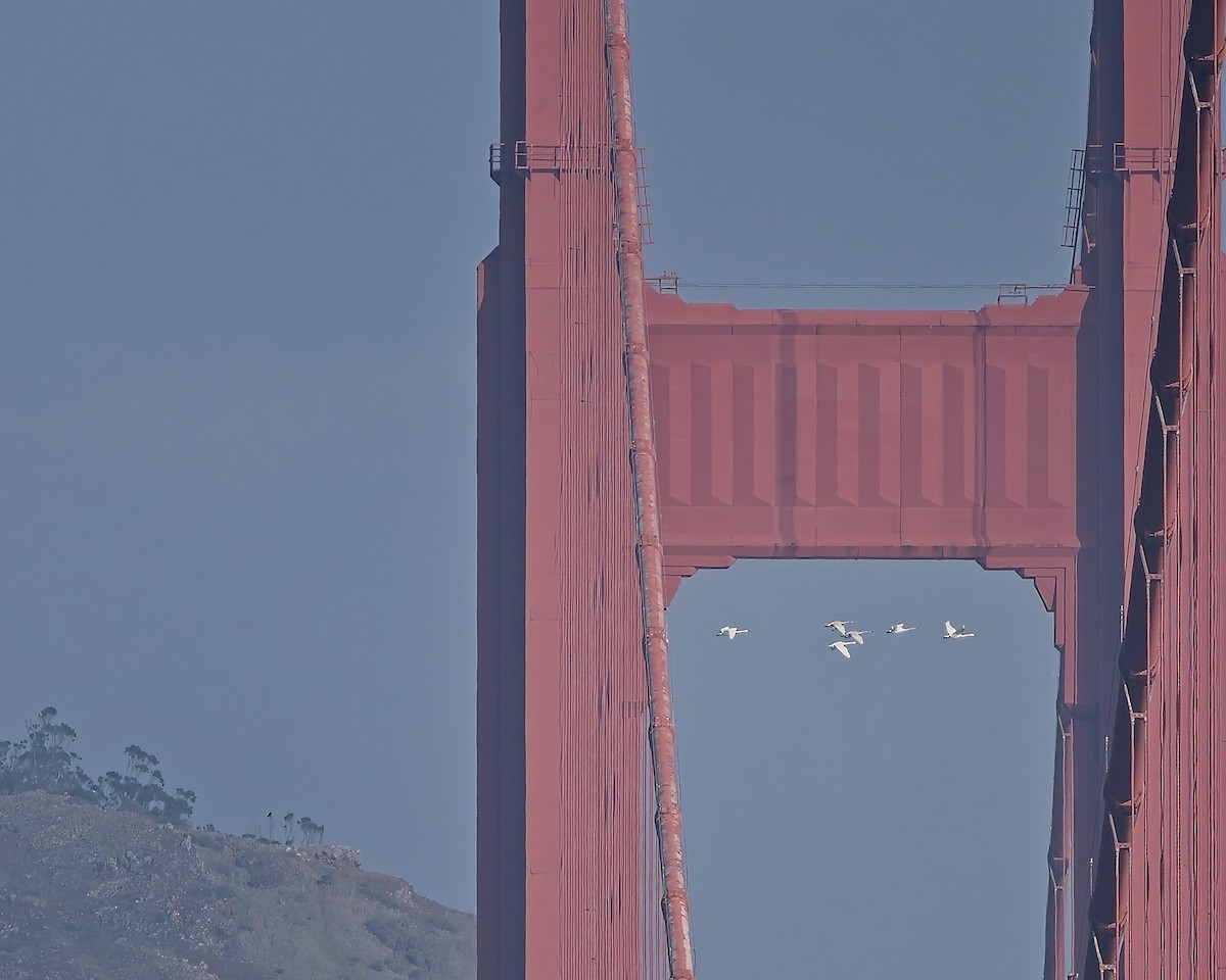 Tundra Swan - ML646454680