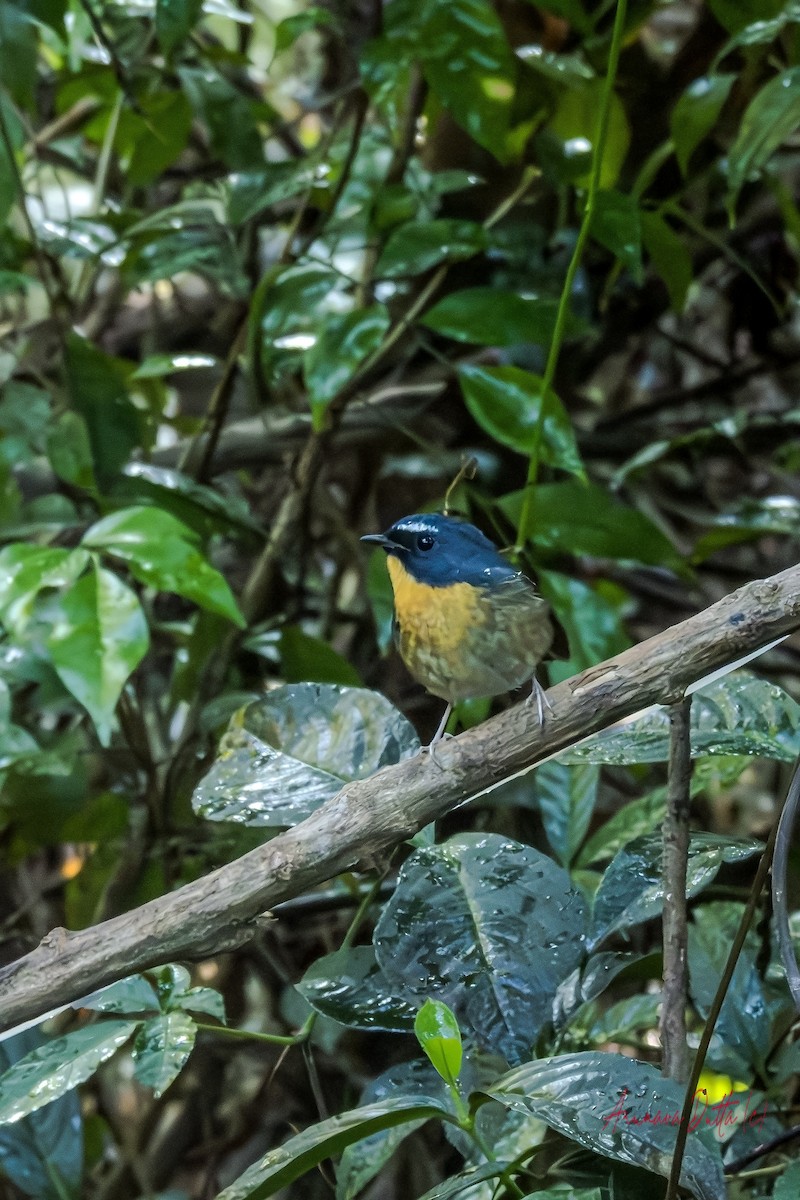 Snowy-browed Flycatcher - ML646454681
