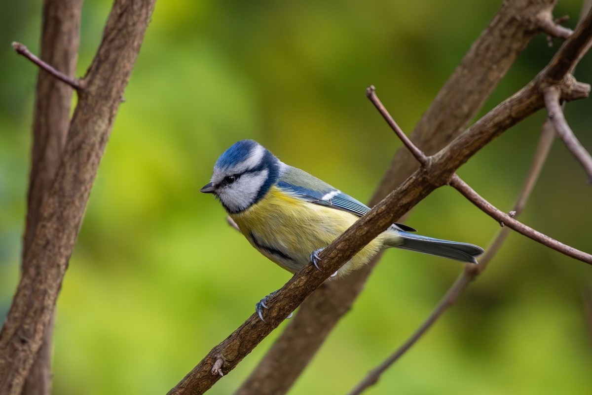 Eurasian Blue Tit - ML646454683