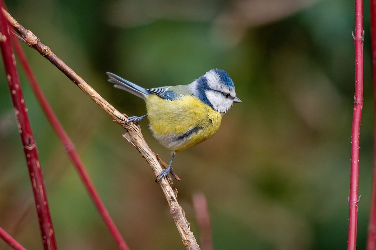 Eurasian Blue Tit - ML646454684