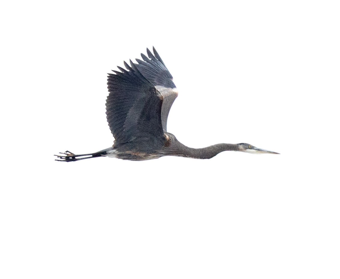 Great Blue Heron (Great Blue) - ML646454685