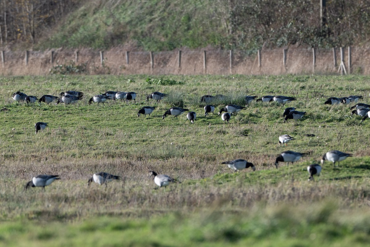 Barnacle Goose - ML646454686