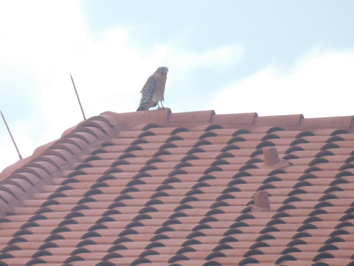 Red-shouldered Hawk - ML646454689