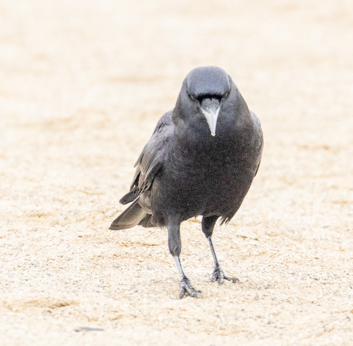 American Crow - ML646454694