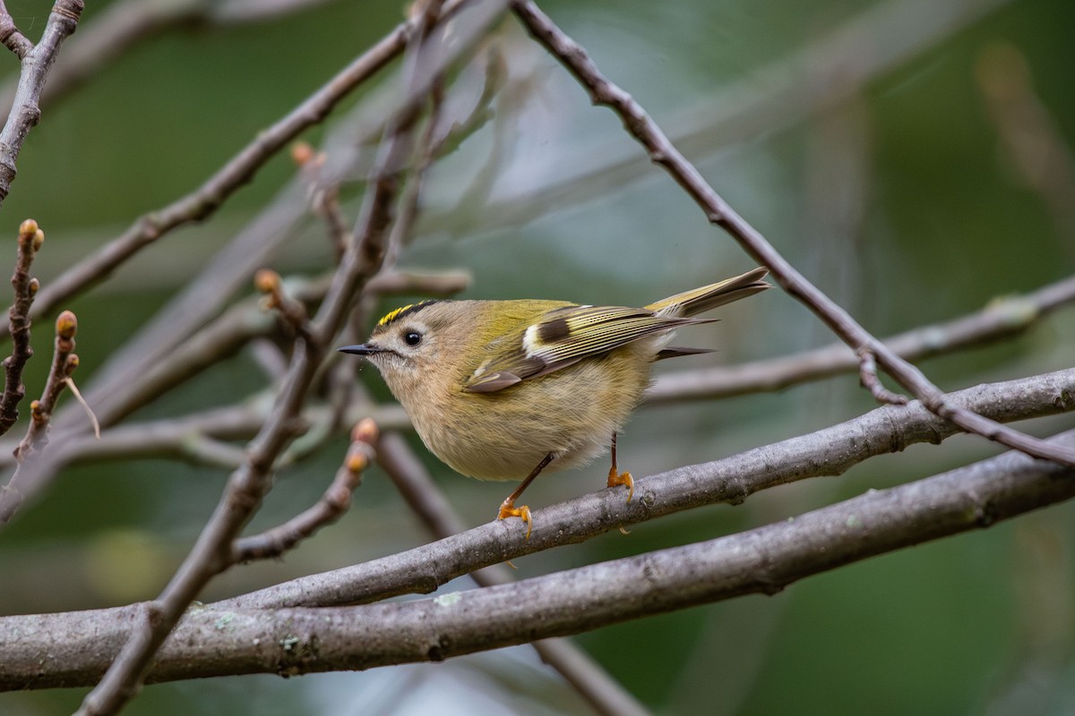 Goldcrest - ML646454695
