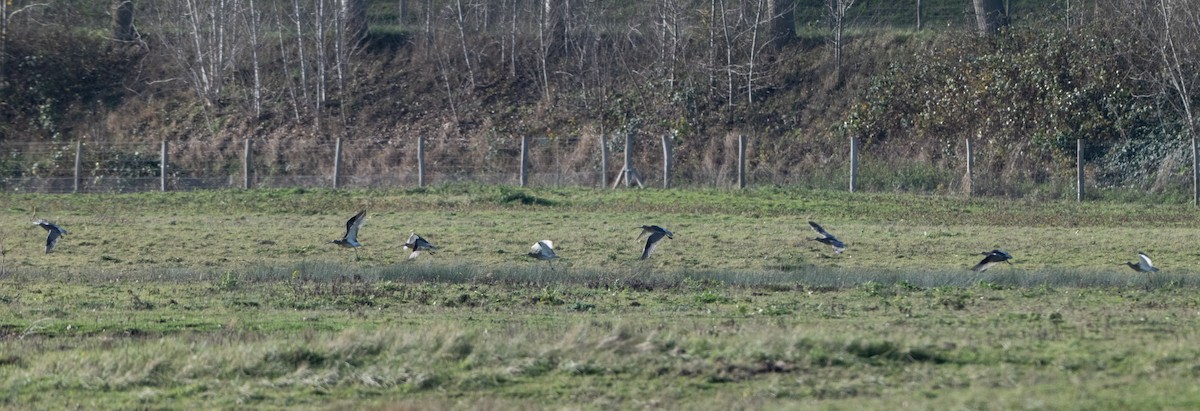 Eurasian Curlew - ML646454696