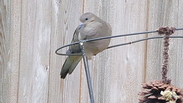 hrdlička karolínská - ML646454697