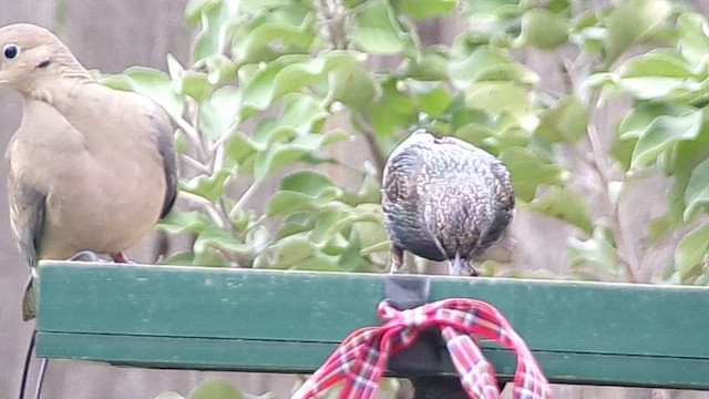 špaček obecný - ML646454698