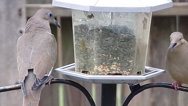 hrdlička karolínská - ML646454699