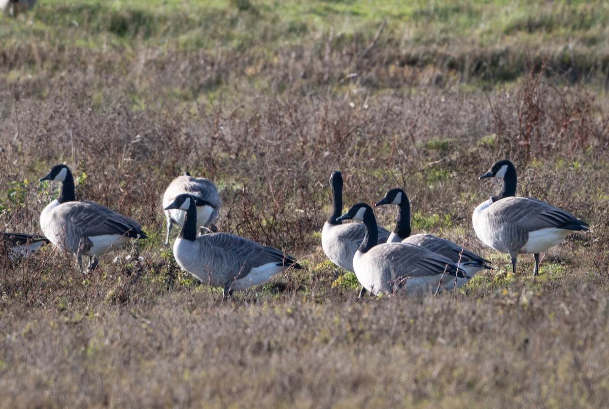 Canada Goose - ML646454703