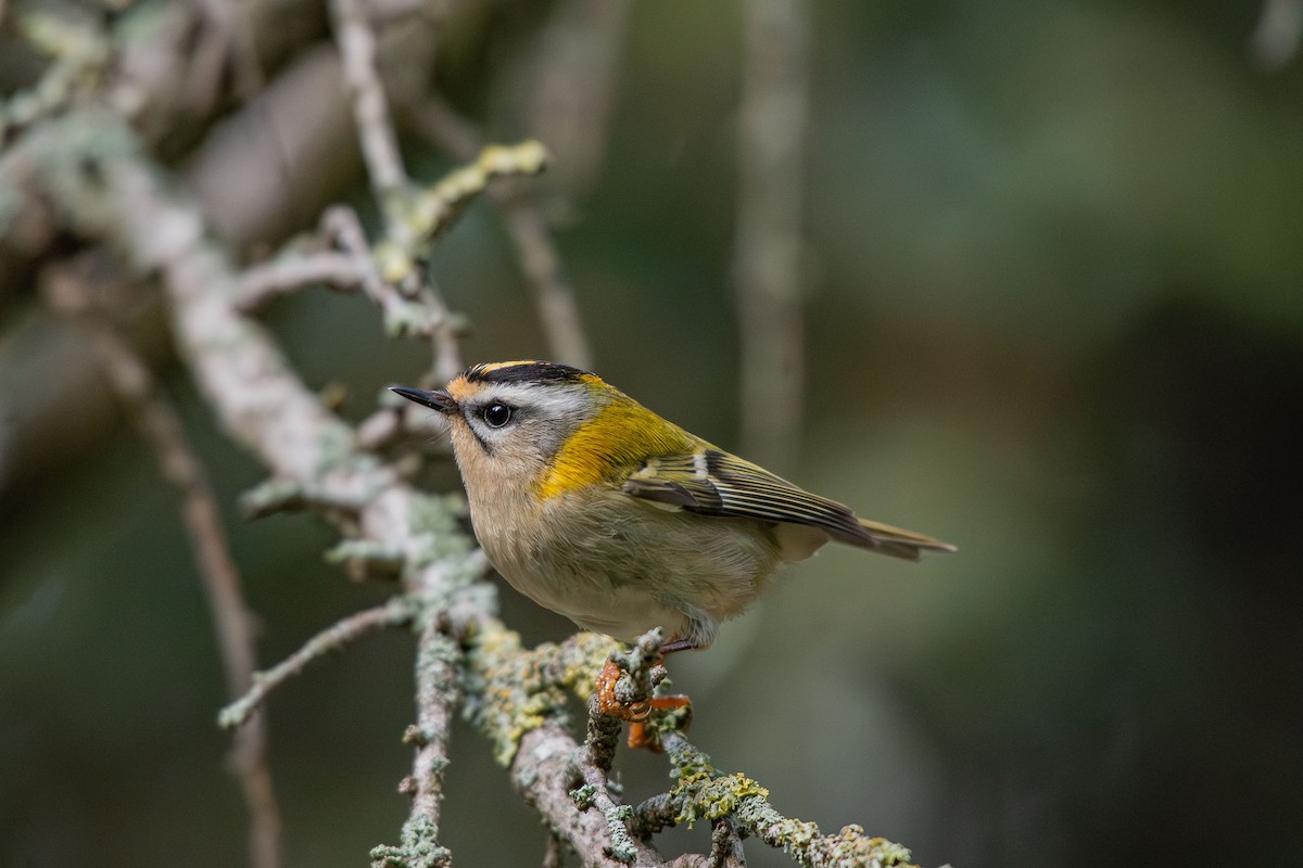 Common Firecrest - ML646454704