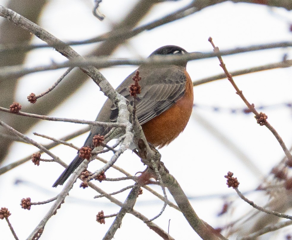 American Robin - ML646454706