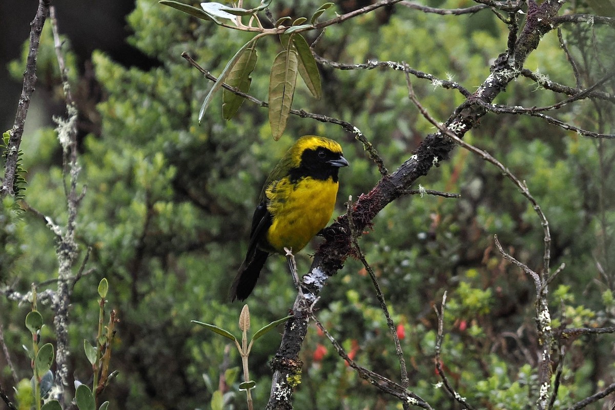 Masked Mountain Tanager - ML646454707